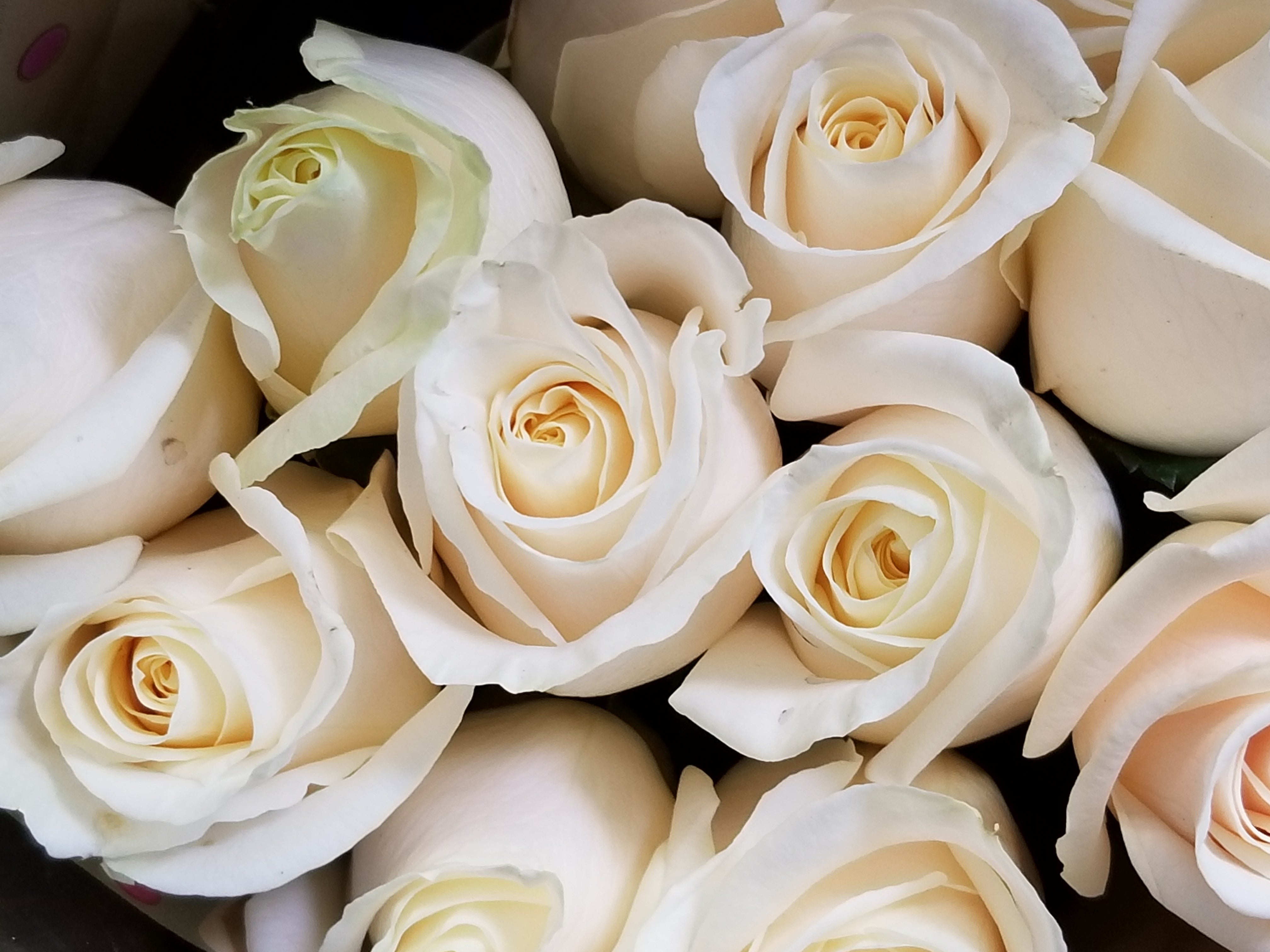 12 Red Or Mixed Roses Wrapped