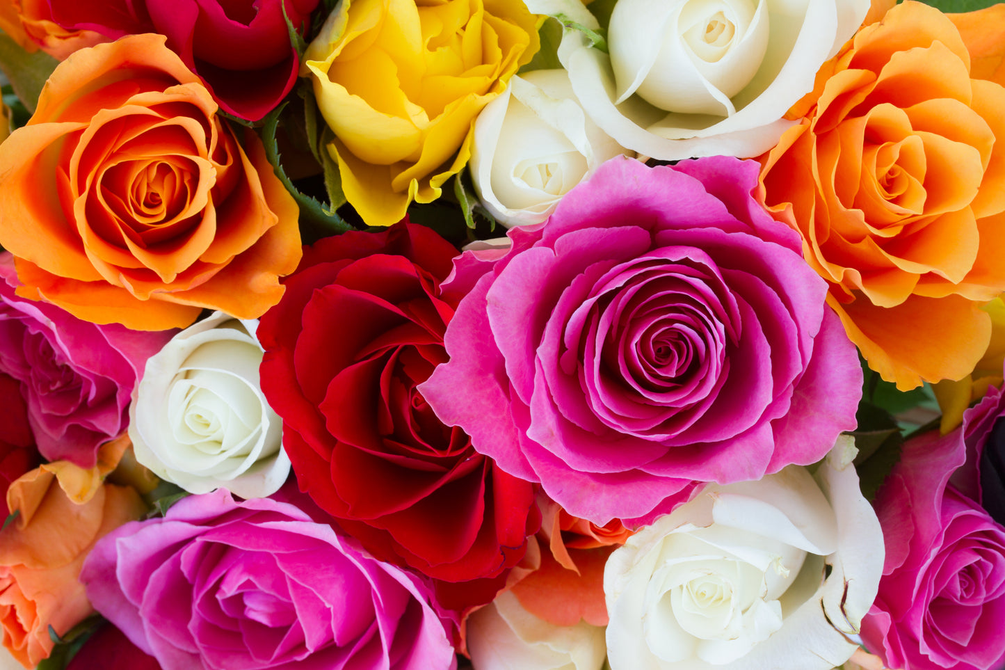 12 Red Or Mixed Roses Wrapped