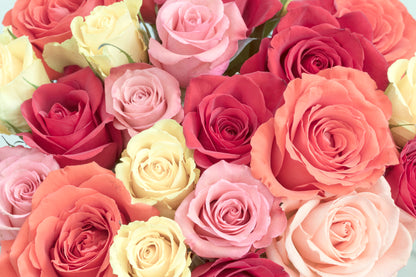 12 Red Or Mixed Roses Wrapped