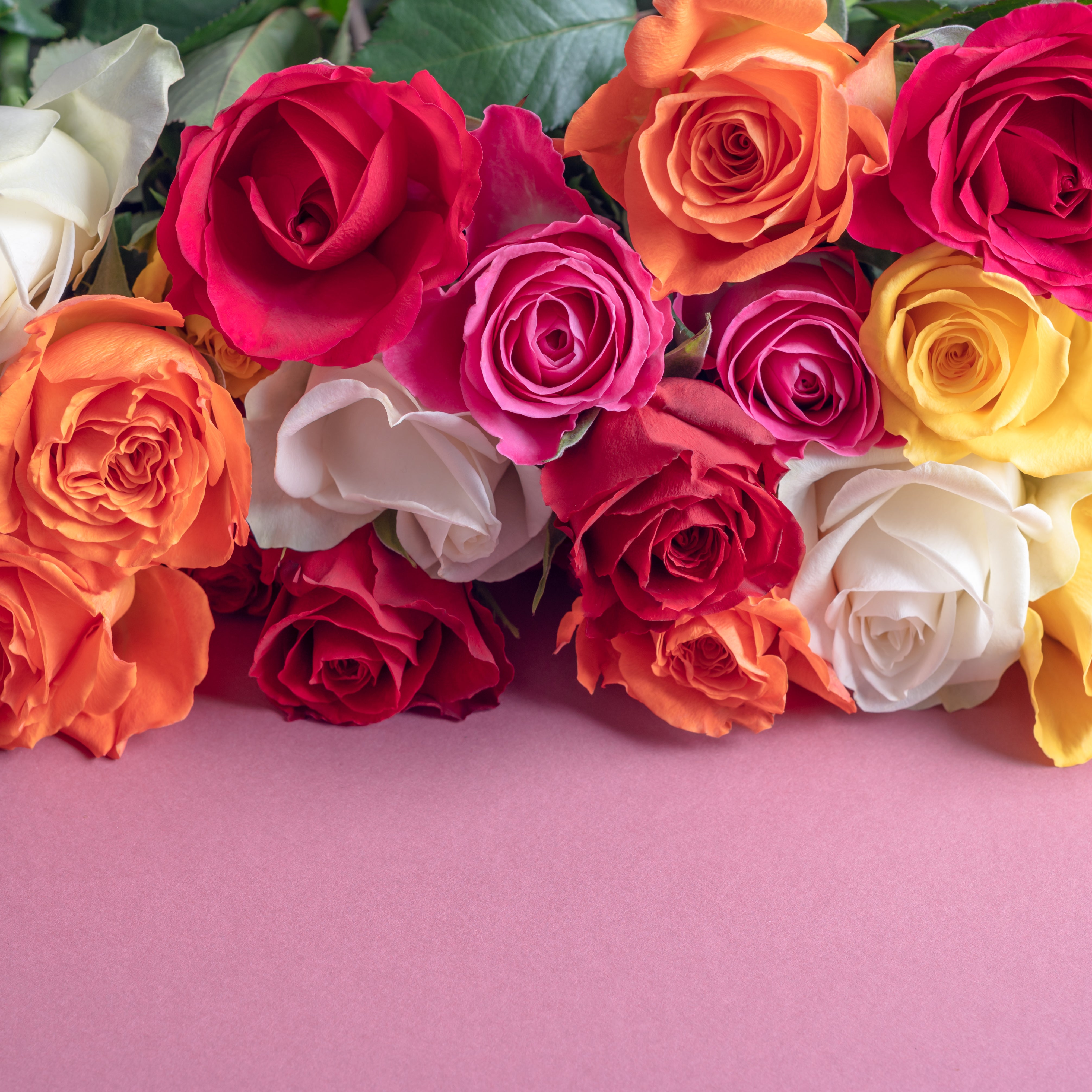 12 Red Or Mixed Roses Wrapped